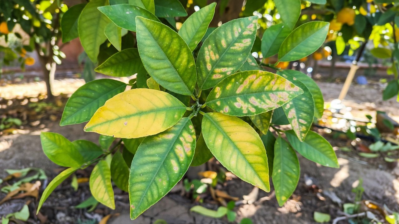 What Citrus Greening Means for the Inland Empire: A Policy Explainer